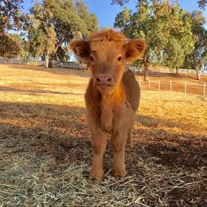 Meet your Posher, Chloe